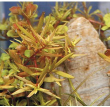 Rundblättrige Rotala - Rotala spec. `H`Ra