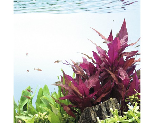 Aquarium avec plantes aquatiques et poissons