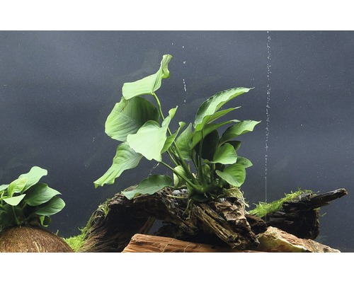 Aquarium avec Anubias sur racines en bois