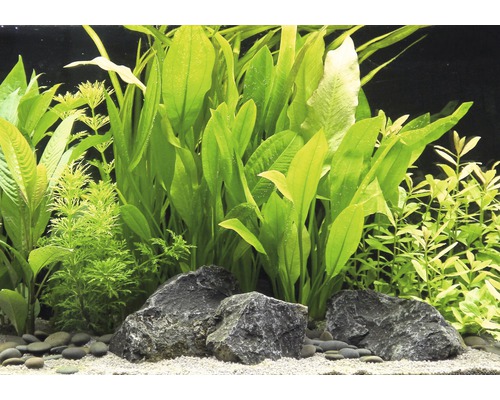Plantes d''aquarium avec pierres et sable