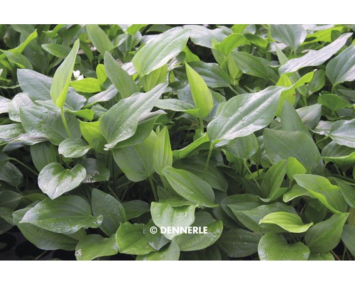 Plante à feuilles ovales pour aquariums