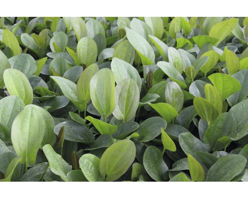 Gros plan sur des feuilles de flûteau