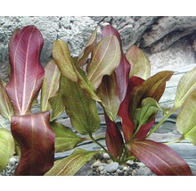 Plante épée petit ours