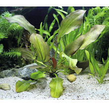 Plante épée petit ours