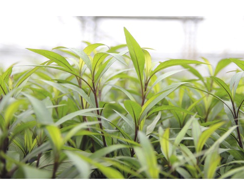 Gros plan de jeunes plants avec des feuilles vertes.