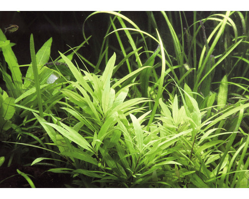 Plantes d''aquarium en détail