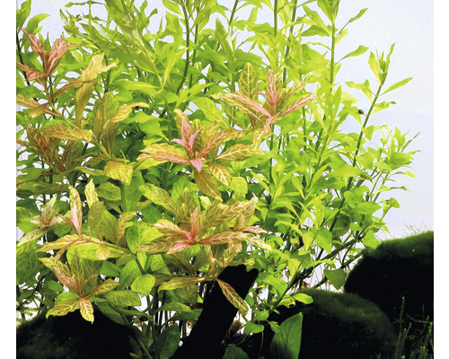 Aquarienpflanzen im Detail