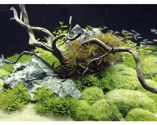 Aquarium avec plantes, bois flotté, pierres et poissons