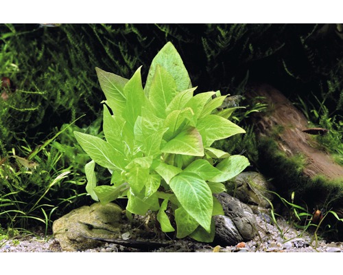 Aquariumpflanze mit grünen Blättern im Aquarium