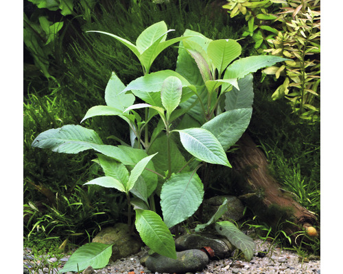 Plante d''aquarium avec feuilles vertes