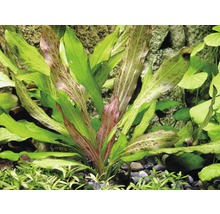 Schwertpflanze Phyton Echinodorus Dschungelstar Nr. 3 T/10