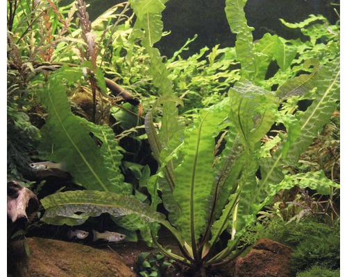 Aquarium avec plantes aquatiques ondulées et poissons