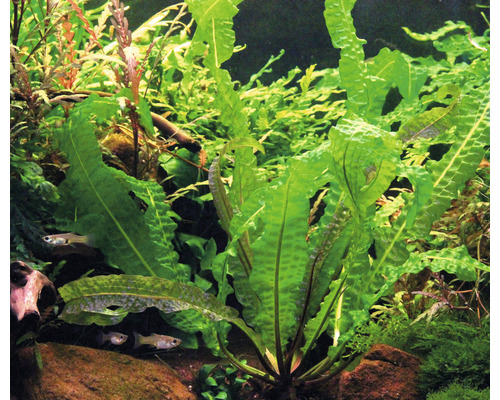Aquarium avec plantes aquatiques ondulées et poissons