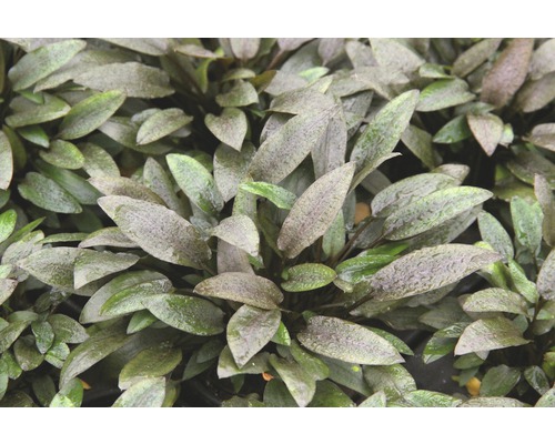 Plante d''aquarium avec feuilles ovales