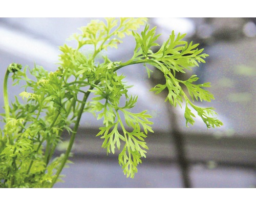 Gros plan sur des fanes de carottes