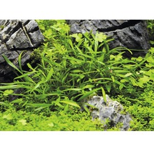 Zwergwasserkelch - Cryptocoryne parva