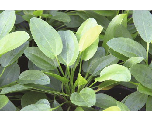 Plante d''aquarium avec feuilles ovales