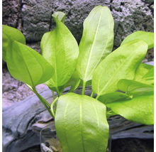 Mini-Froschlöffel - Echinodorus cordifolius Mini