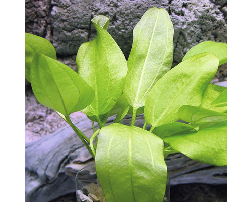 Plante d''aquarium avec des feuilles vertes