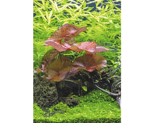 Aquariumpflanzen mit Seerosenblättern, Steinen und grünen Pflanzen