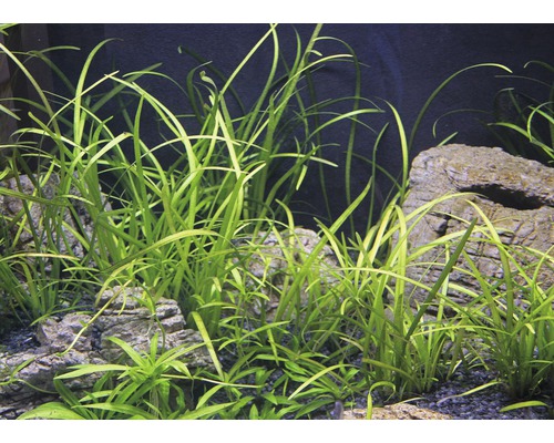 Plantes d''aquarium avec des pierres dans l''aquarium