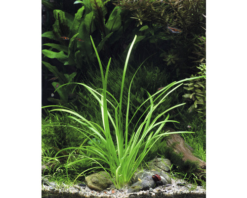 Aquarium avec plante Vallisneria