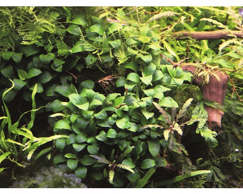 Gros plan de plantes d''aquarium avec des feuilles vertes et une petite racine