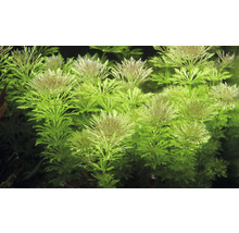 Plante d''aquarium avec des feuilles finement pennées