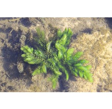 Hornkraut - Ceratophyllum demersum