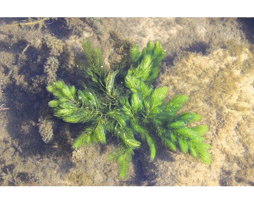 Cératophylle dans l''eau