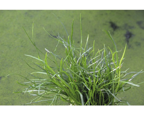 Gros plan sur des plantes aquatiques de jonc aiguille