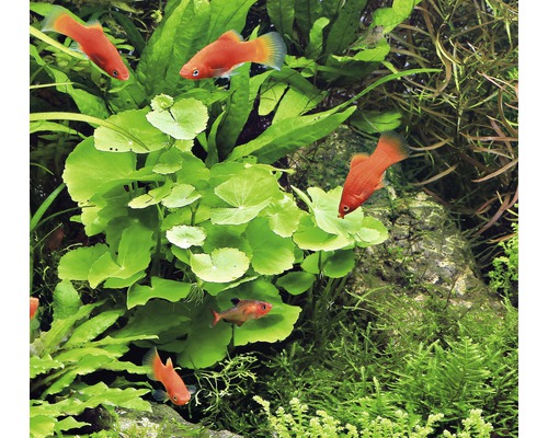 Plantes d''aquarium avec platys rouges