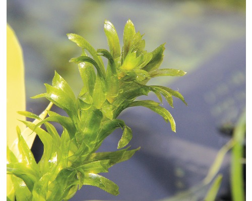 Élodée pour aquariums