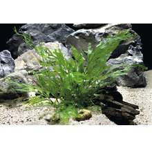 Kongo-Wasserfarn - Bolbitis heudelotii