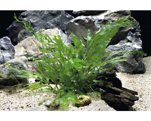 Grüne Aquarienpflanze im Aquarium mit Steinen und Sand