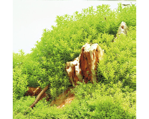Aquariumpflanzen mit Steinen und Wurzeln.