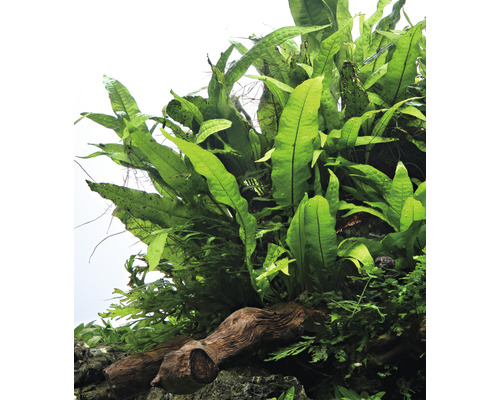 Fougère aquatique liée sur bois flotté pour la décoration d''aquariums
