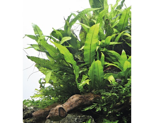 Vue de dessus d''une plante d''aquarium sur un morceau de bois flotté