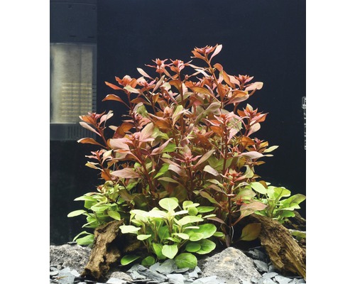 Aquariumpflanzen mit roten und grünen Blättern, dekoriert mit Steinen und Wurzelholz