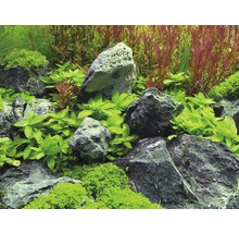 Kriechende Staurogyne - Staurogyne repens