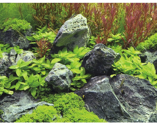 Aquariumdekoration mit Steinen und Pflanzen