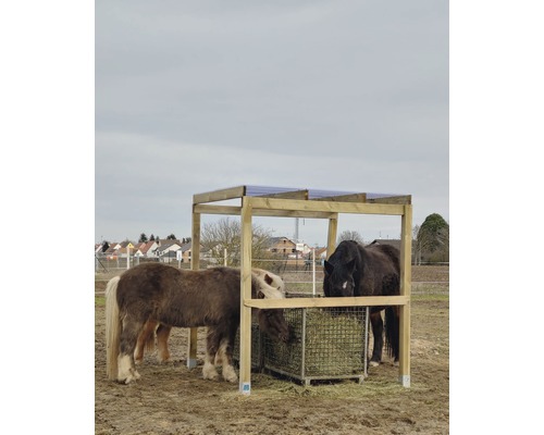 Des chevaux mangent du foin dans un râtelier à foin avec un toit dans un champ.