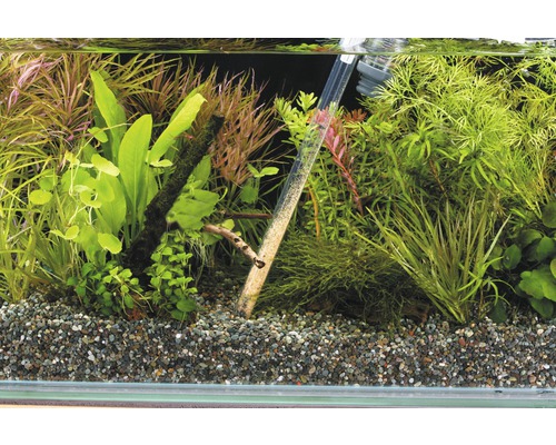 Aquarium mit Kies und Pflanzen