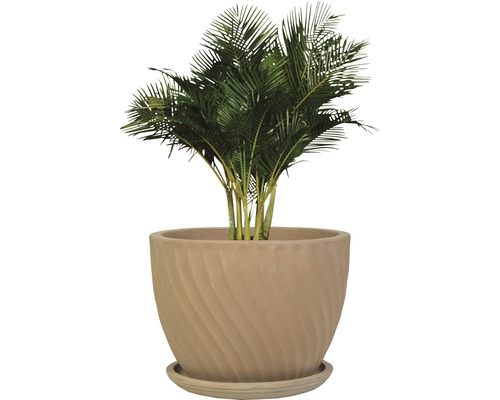 Zimmerpflanze Areca Palme in einem Topf mit Untersetzer