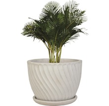 Plante d''intérieur palmier Areca dans un pot structuré