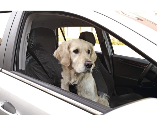 Golden Retriever dans une voiture avec housse de siège