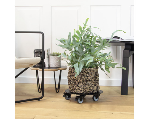 Plante dans un panier sur un support à plantes dans un intérieur.