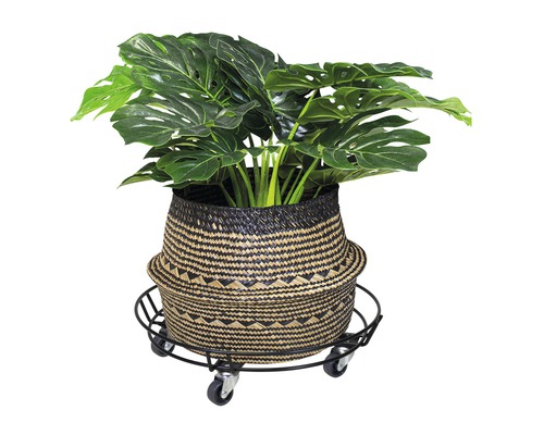Monstera dans un panier avec roulettes pour plantes
