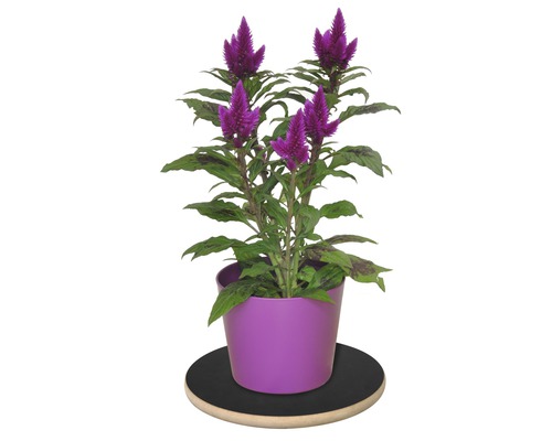 Plante d''intérieur Celosia en pot sur roulettes pour plantes