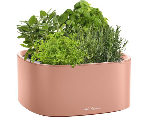 Kräutergarten mit Basilikum, Rosmarin, Petersilie und Salbei in Pflanzgefäß